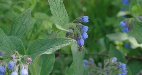 Numerous dark blue flowers. Stock Footage 131310099