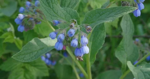 Numerous dark blue flowers . Stock Footage 131310177