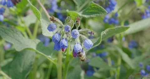 Numerous dark blue flowers . Stock Footage 131310269