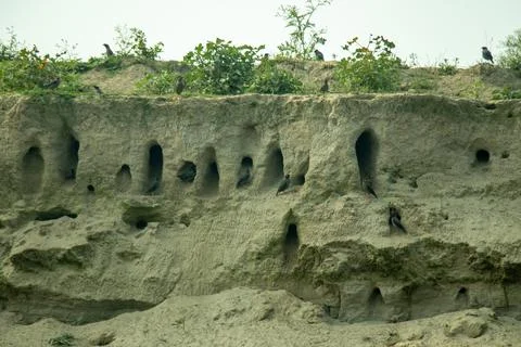 Numerous dark, oval nesting the sheer, light toned earthen wall Stock Photos
