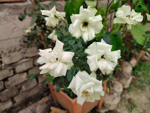 Numerous delicate white roses bloom with green leaves and a textured brick .. 写真素材