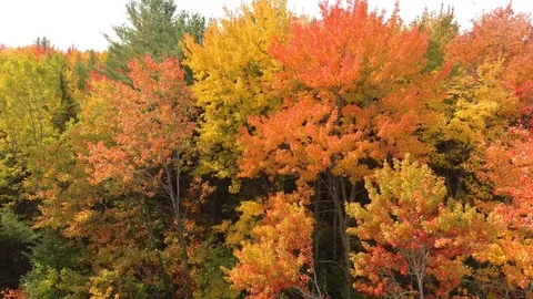 Numerous different shades of colors created by nature in trees in fall Stock Footage 119218121