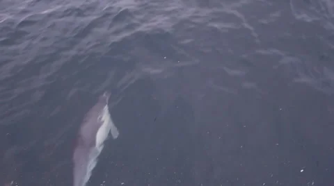 Numerous dolphins race the bow of a ship. Stock Footage 62956044