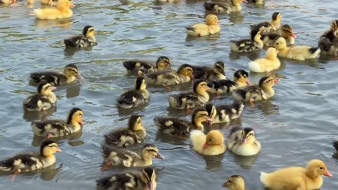 Numerous ducklings move together across pond water while forming a dense floatin Stock Footage 339279361