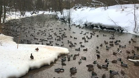 Numerous ducks floatin in winter river Stock Footage 87037518
