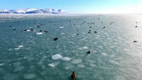 Numerous eider ducks resting on pancake ice in the Arctic ocean Stock Footage 337039022