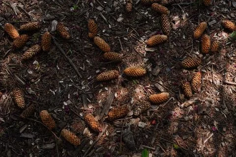Numerous fallen conifer cones lie scattered across a forest floor covered Stock-Fotos