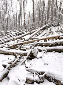 Numerous fallen tree trunks in the forest under a layer of snow Stock Photos