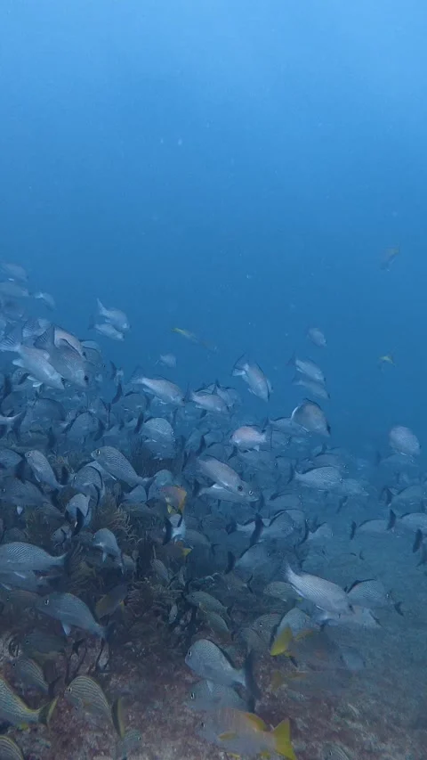 Numerous fish swimming together in the deep blue sea 스톡 동영상 340348366