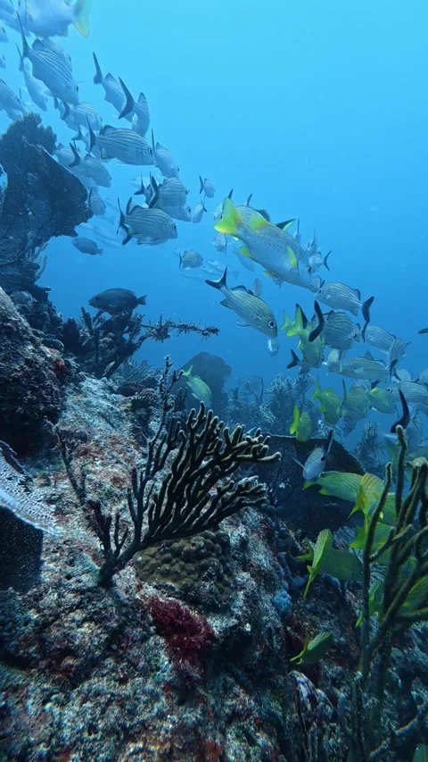 Numerous fish swimming together in a vibrant underwater ecosystem 動画素材 340348853