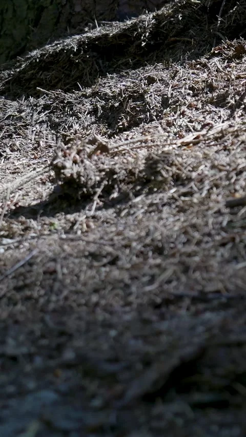 Numerous Forest Ants Building Anthill With Pine Needles Vídeos de archivo 335476831