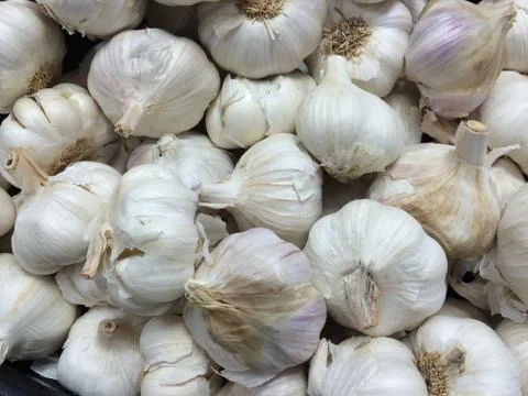 Numerous Garlic bulbs Photos