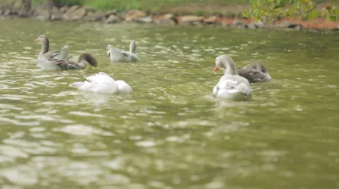 Numerous Geese Bathing by shore Stock Footage 41552859