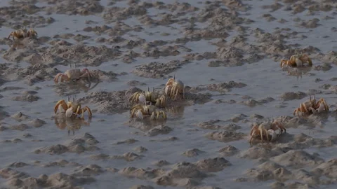 Numerous ghost crabs foraging on a wet muddy shore, Socotra island 库存影片 335210190