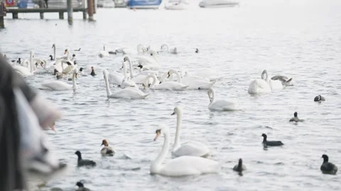 Numerous graceful swans and other waterfowl swimming and feeding together in a Stock Footage 332114580