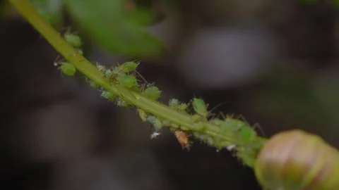 Numerous Green Aphids Infesting A Plant Stalk In Macro Stock Footage 339031465