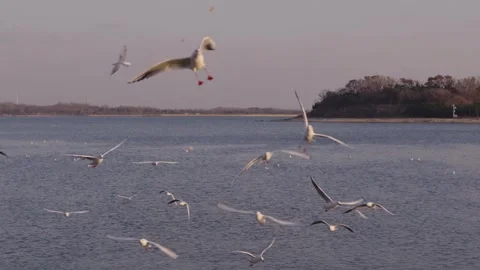 Numerous gulls gracefully flapping their wings in slow motion while flying Stock Footage 328848896