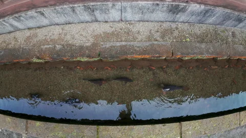 Numerous hungry koi carp fish swimming in Nikko, Japan Stock Footage 329611438