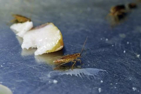Numerous insect pests - red (German) cockroaches (Prussians) communicate with Stock Photos