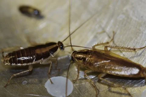 Numerous insect pests - red (German) cockroaches (Prussians) communicate with Stock Photos