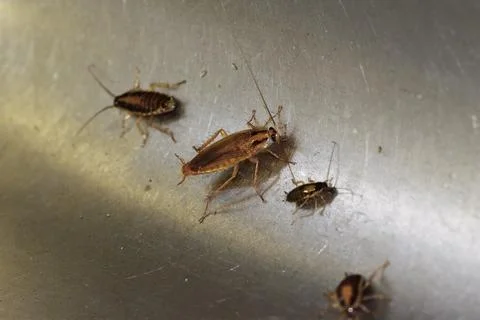 Numerous insect pests - red (German) cockroaches (Prussians) communicate with Stock Photos