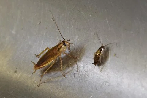 Numerous insect pests - red (German) cockroaches (Prussians) communicate with Stock Photos