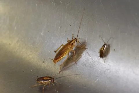 Numerous insect pests - red (German) cockroaches (Prussians) communicate with Stock Photos