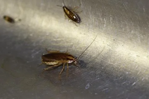 Numerous insect pests - red (German) cockroaches (Prussians) communicate with Stock Photos
