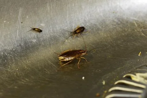 Numerous insect pests - red (German) cockroaches (Prussians) communicate with Stock Photos