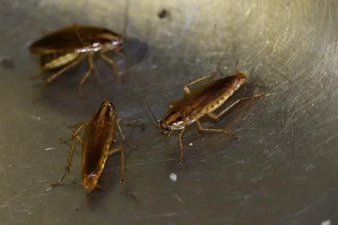 Numerous insect pests - red (German) cockroaches (Prussians) communicate with Stock Photos