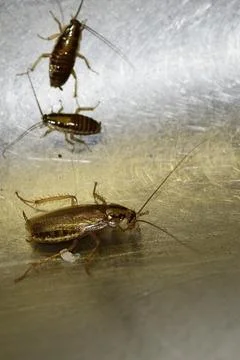 Numerous insect pests - red (German) cockroaches (Prussians) communicate with Stock Photos