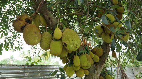 Numerous jackfruit hanging from a tree Stock Photos