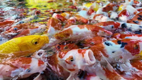 Numerous koi fish are crammed into the pond, waiting to be fed. Stock Footage 330274525