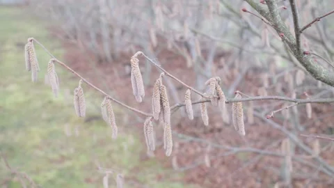 Numerous light brown catkins grow from thin branches of a hazelnut tree Video stock 332472928