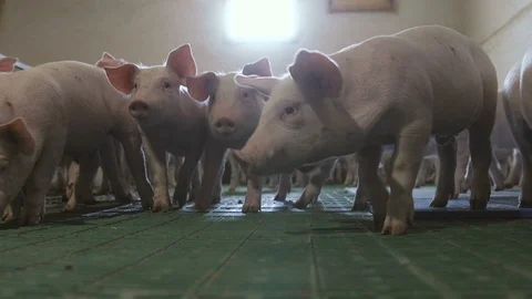 Numerous little piglets standing, going and seeking food in a big pigfarm Stock Footage 107610647