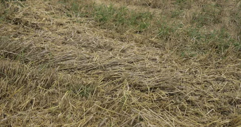 Numerous losses in grain crops, 4K Stock Footage 257351968