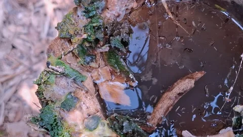 Numerous mosquito larvae and pupae thriving in murky stagnant water Stock Footage 341683409