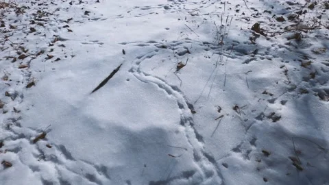Numerous mouse tracks in the snow. Stock Footage 149505081