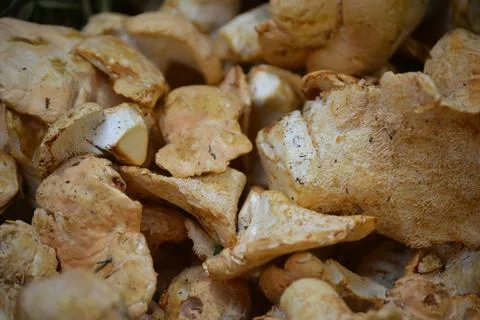 Numerous pale beige mushrooms packed tightly together showcase rough textured Stock Photos