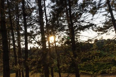 Numerous pine trees obscure the sunset Stock Photos
