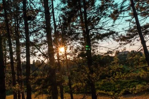 Numerous pine trees obscure the sunset Foto stock