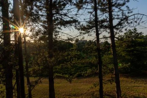 Numerous pine trees obscure the sunset Stock Photos