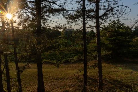 Numerous pine trees obscure the sunset Stock Photos