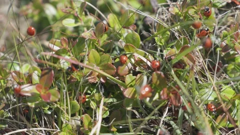 Numerous red ladybugs with black spots swarming together on green and red Stock Footage 344731020