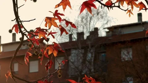 Numerous red maple leaves on intertwined branches framing urban building in warm Stock Footage 324971659