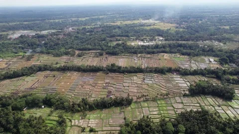 Numerous rice fields at cultivated land crossed with green ravines, aerial shot Stock Footage 201229318