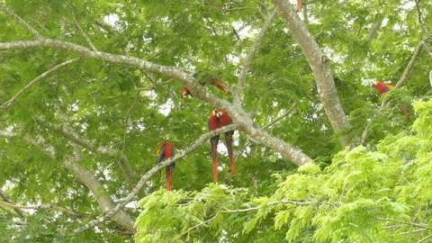 Numerous Scarlet Macaws in a tree moving and flying within the frame Stock-Footage 95603670