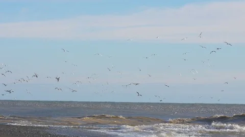 Numerous seagulls fly over sea and float onwaves. Handheld shot 스톡 동영상 80267455