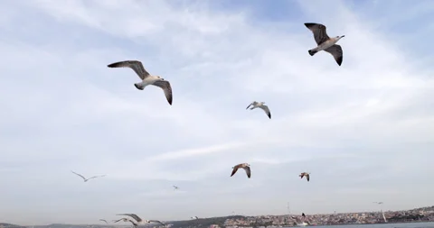 Numerous seagulls flying behind ferry boat in Istanbul, Turkey Video stock 318675925