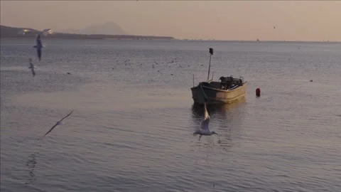 Numerous seagulls soaring over calm ocean waters at dusk with small, old fishing Stock Footage 328849024